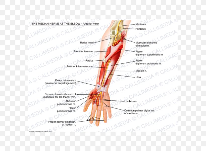 Thumb Median Nerve Elbow Anterior Interosseous Nerve, PNG, 600x600px, Watercolor, Cartoon, Flower, Frame, Heart Download Free