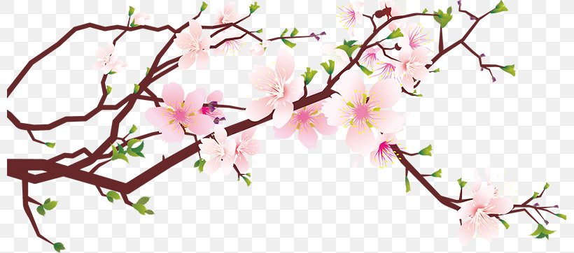 Cherry Blossom Clip Art, PNG, 800x362px, Cherry Blossom, Blossom, Branch, Cherry, Cut Flowers Download Free