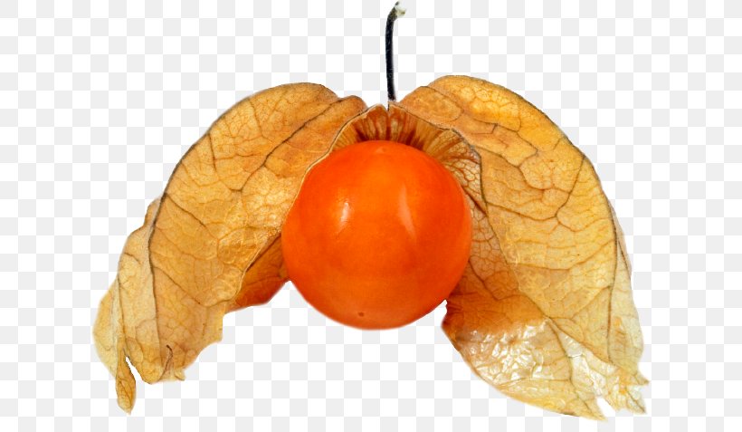 Peruvian Groundcherry Physalis Angulata Strawberry Groundcherry Nightshade, PNG, 619x477px, Peruvian Groundcherry, Auglis, Berry, Calabaza, Clementine Download Free