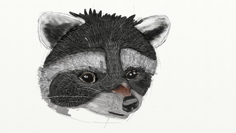 Raccoon Cat Procyonidae Whiskers Carnivora, PNG, 3840x2160px, Raccoon, Animal, Carnivora, Carnivoran, Cat Download Free