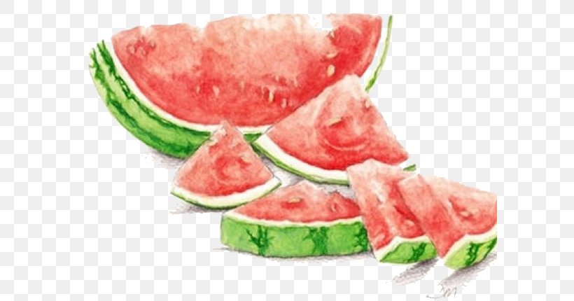 Watermelon Watercolor Painting Drawing Seedless Fruit, PNG, 600x430px, Watermelon, Art, Art Museum, Citrullus, Colored Pencil Download Free