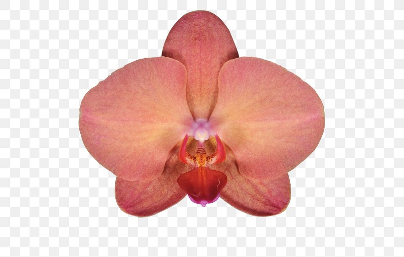 Moth Orchids Совместная покупка Cattleya Orchids Plant, PNG, 581x521px, Moth Orchids, Artikel, Cattleya, Cattleya Orchids, Clothing Download Free