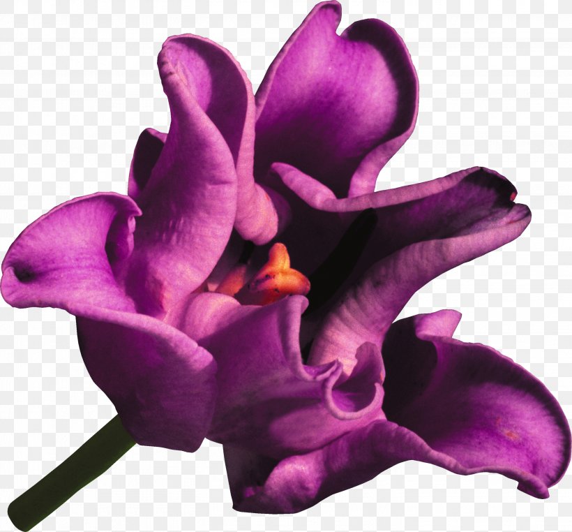 Tulip Flower Lilac Violet Clip Art, PNG, 2912x2707px, Tulip, Cut Flowers, Depositfiles, Flower, Flowering Plant Download Free
