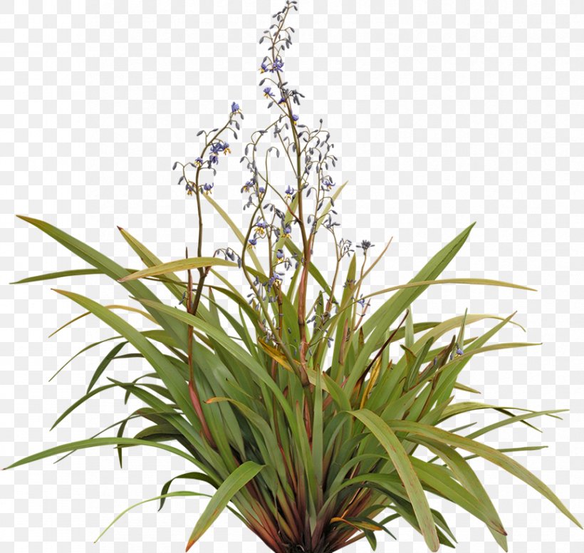 Flax Lilies Plant Dianella Tasmanica Shrub Tree, PNG, 864x818px, Flax Lilies, Acmena, Dianella Tasmanica, Flax, Flax In New Zealand Download Free