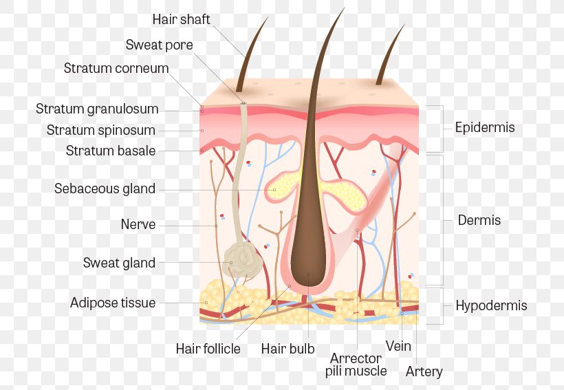 Human Skin Anatomy Hair Follicle Human Body, PNG, 745x567px, Watercolor,  Cartoon, Flower, Frame, Heart Download Free