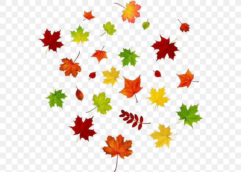 Maple Leaf Autumn Leaf Color, PNG, 564x586px, Maple Leaf, Autumn, Autumn Leaf Color, Border, Drawing Download Free