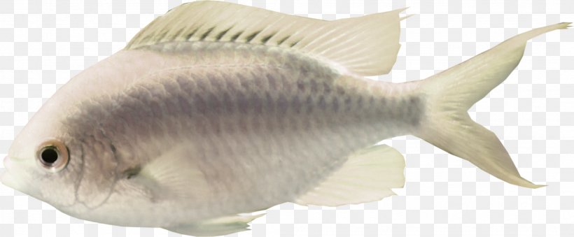 Milkfish Icon, PNG, 2105x871px, Milkfish, Animal, Aquaculture, Aquatic Animal, Aquatic Plant Download Free