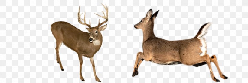 White-tailed Deer Elk Reindeer Antler Antelope, PNG, 980x330px, Whitetailed Deer, Animal, Animal Figure, Antelope, Antler Download Free