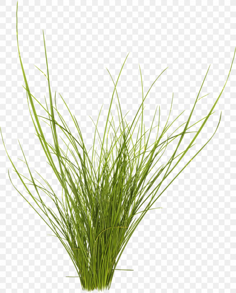 Commodity Bulk Cargo Vetiver, PNG, 1373x1700px, Commodity, Bulk Cargo, Chrysopogon, Chrysopogon Zizanioides, Grass Download Free