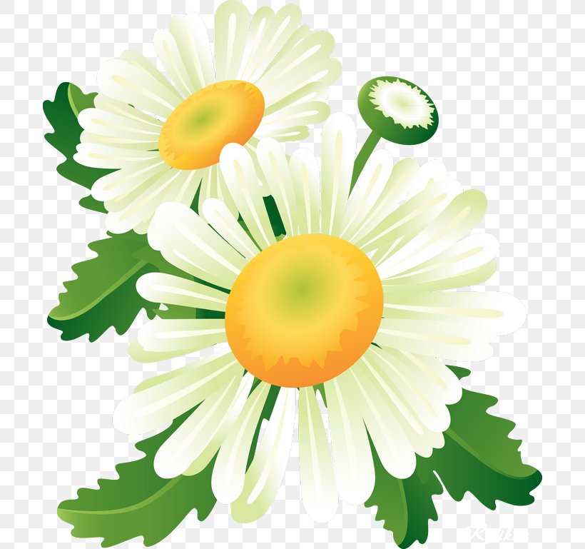 Flower Clip Art, PNG, 700x769px, Flower, Chamaemelum Nobile, Chamomile, Chrysanths, Cut Flowers Download Free