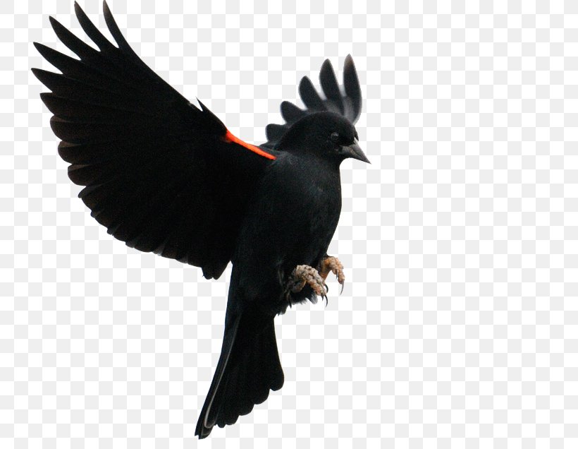 Red-winged Blackbird Common Blackbird Flight Finches, PNG, 800x636px, Bird, Beak, Blackbird, Common Blackbird, Common Raven Download Free