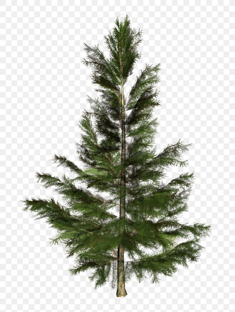 Spruce Pine Tree Fir Larch, PNG, 727x1087px, Spruce, Architecture, Ash, Branch, Christmas Decoration Download Free