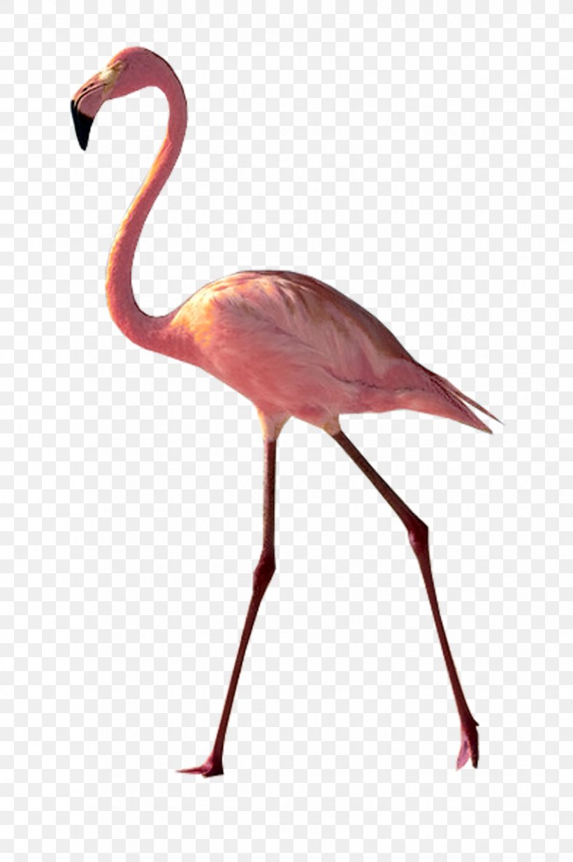 A Pink Flamingo Image Photograph Watercolor Painting, PNG, 851x1280px, Flamingo, American Flamingo, Art, Beach, Beak Download Free