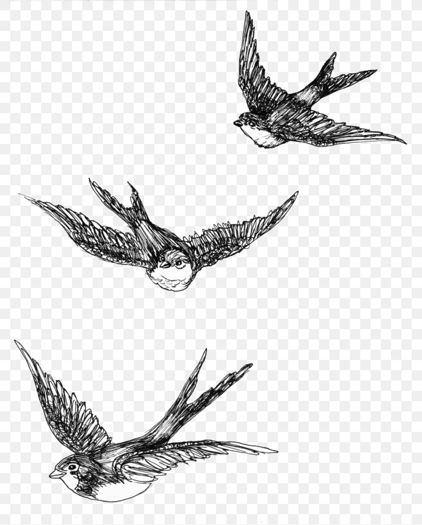 Buzzard Hawk Eagle Beak Feather, PNG, 783x1021px, Buzzard, Animal, Beak, Bird, Bird Of Prey Download Free
