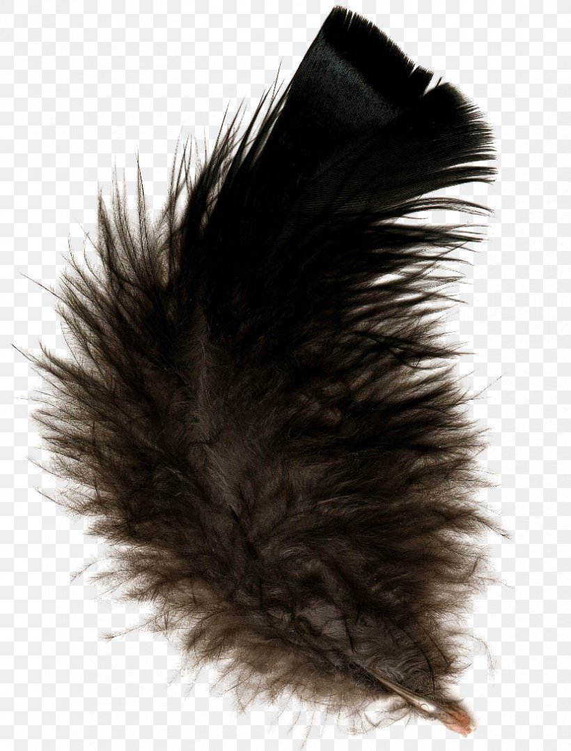 Feather Clip Art, PNG, 828x1088px, Feather, Black, Digital Image, Feather Black, Feather Boa Download Free