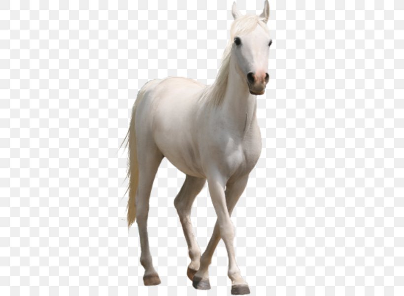 Horse Desktop Wallpaper Clip Art, PNG, 600x600px, Horse, Animal Figure, Colt, Foal, Horse Like Mammal Download Free