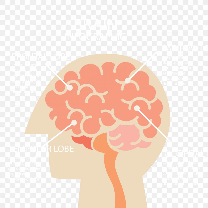 Human Brain Infographic Cerebrum, PNG, 1200x1200px, Watercolor, Cartoon, Flower, Frame, Heart Download Free