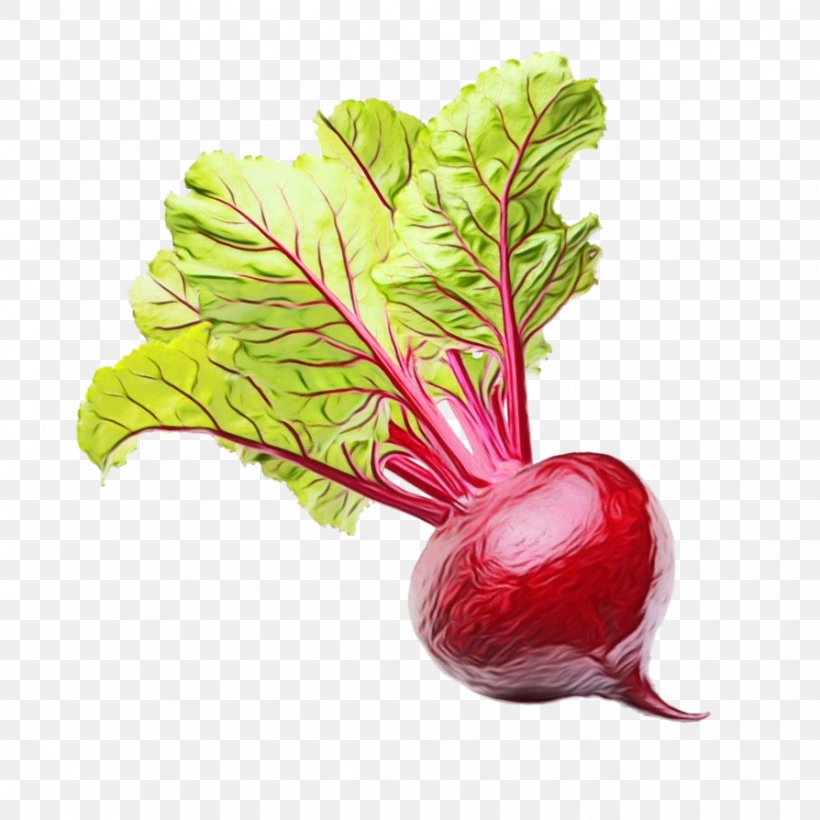 Plant Leaf, PNG, 894x894px, Chard, Beet, Beet Greens, Beetroot, Beetroots Download Free