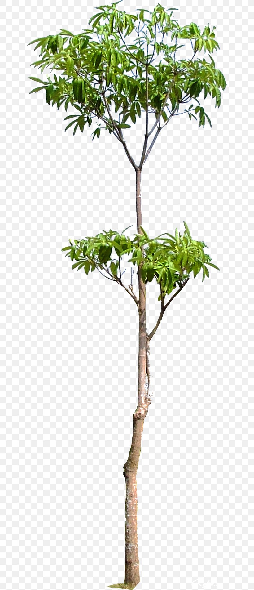 Tree Branch Woody Plant Trunk, PNG, 646x1902px, Tree, Branch, Family Tree, Flower, Flowerpot Download Free