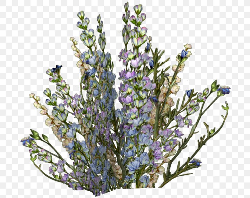 English Lavender Drawing Clip Art, PNG, 699x651px, English Lavender, Animation, Branch, Cartoon, Cut Flowers Download Free