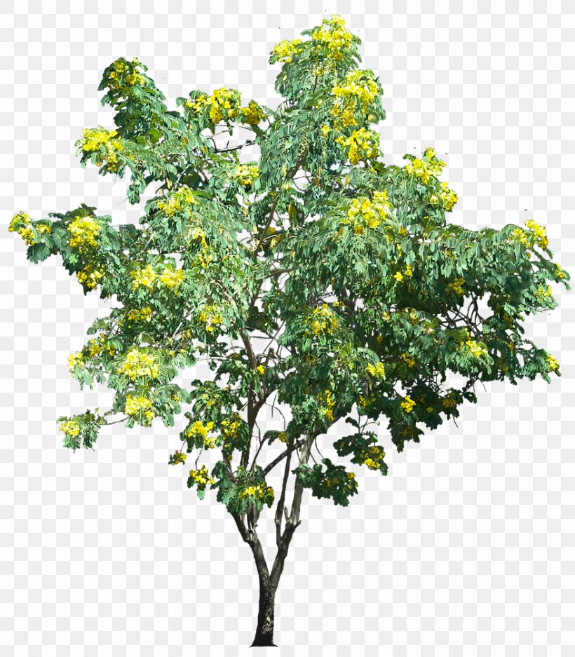 Glossy Shower Tree Structure, PNG, 878x1004px, Glossy Shower, Branch, Cassia, Citrus, Evergreen Download Free
