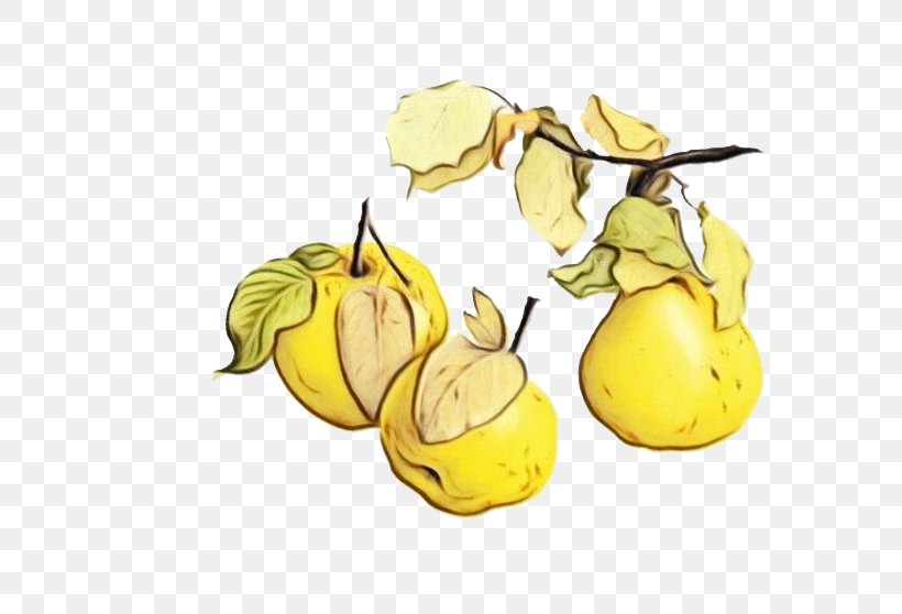Pear Yellow Plant Pear Tree, PNG, 689x558px, Watercolor, Food, Fruit, Paint, Pear Download Free