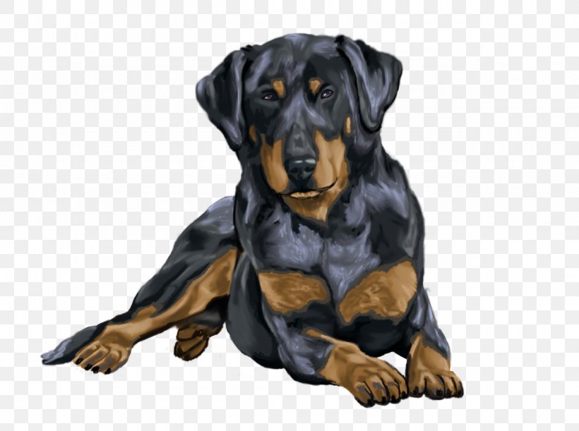 Rottweiler Black And Tan Coonhound Austrian Black And Tan Hound Polish Hunting Dog Transylvanian Hound, PNG, 1280x955px, Rottweiler, Austrian Black And Tan Hound, Beauceron, Black And Tan Coonhound, Black Gold Download Free