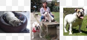 Bulldog Ingles - American Bulldog Dog Breed Snout PNG
