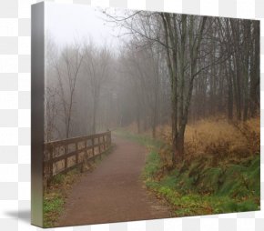 Foggy Forest - Nature Reserve Tree Forest Fog Mist PNG