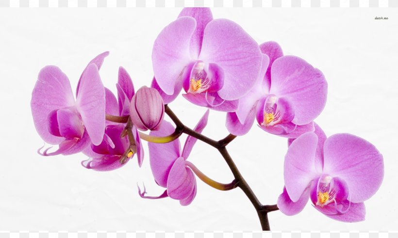 Orchids Flower Desktop Wallpaper Rose Wallpaper, PNG, 1628x976px, Orchids, Blossom, Cut Flowers, Display Resolution, Flower Download Free