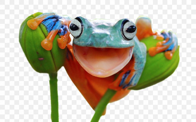Red-eyed Tree Frog Frogs: A Chorus Of Colors Amphibian, PNG, 858x536px, Frog, Agalychnis, Amphibian, Australian Green Tree Frog, Budweiser Frogs Download Free