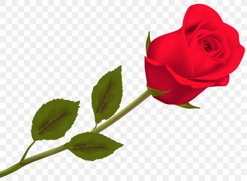 Valentine's Day Rose Day 2018 Desktop Wallpaper, PNG, 5936x4346px, 2018, Valentine S Day, Bud, China Rose, Floribunda Download Free
