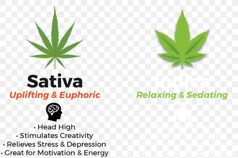 Cannabis Sativa Marijuana Hemp Erbachay Health Centers Logo, PNG, 1200x797px, Cannabis Sativa, Aloe, Brand, Canada, Dispensary Download Free
