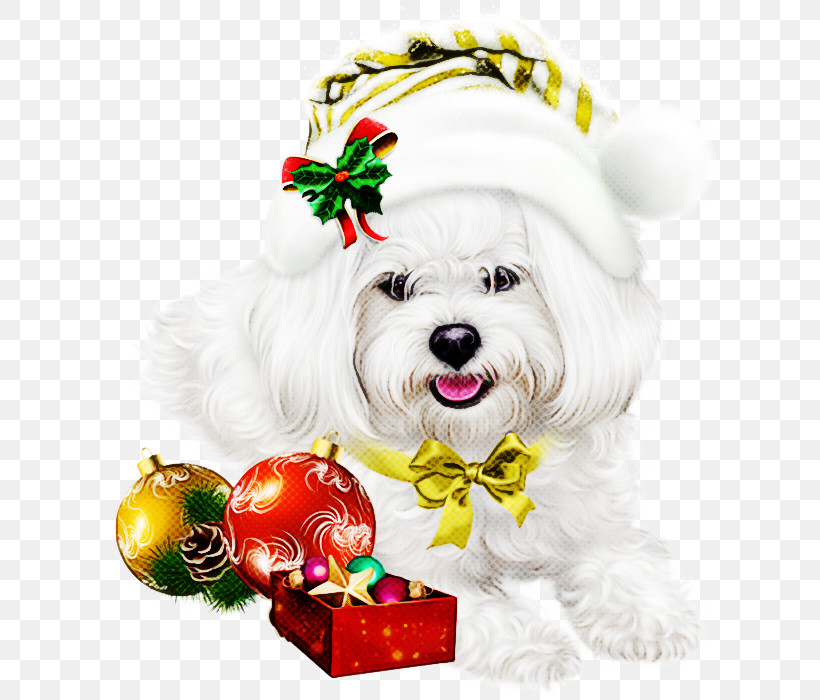 Christmas Ornament, PNG, 635x700px, Dog, Bichon, Bolognese, Christmas, Christmas Ornament Download Free