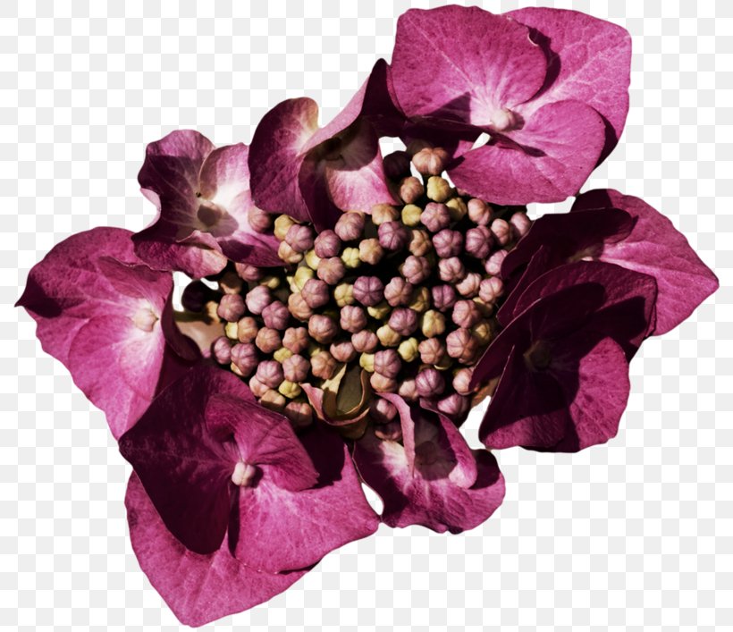 Hydrangea Cut Flowers Floral Design Petal, PNG, 800x707px, Hydrangea, Cornales, Cut Flowers, Floral Design, Flower Download Free