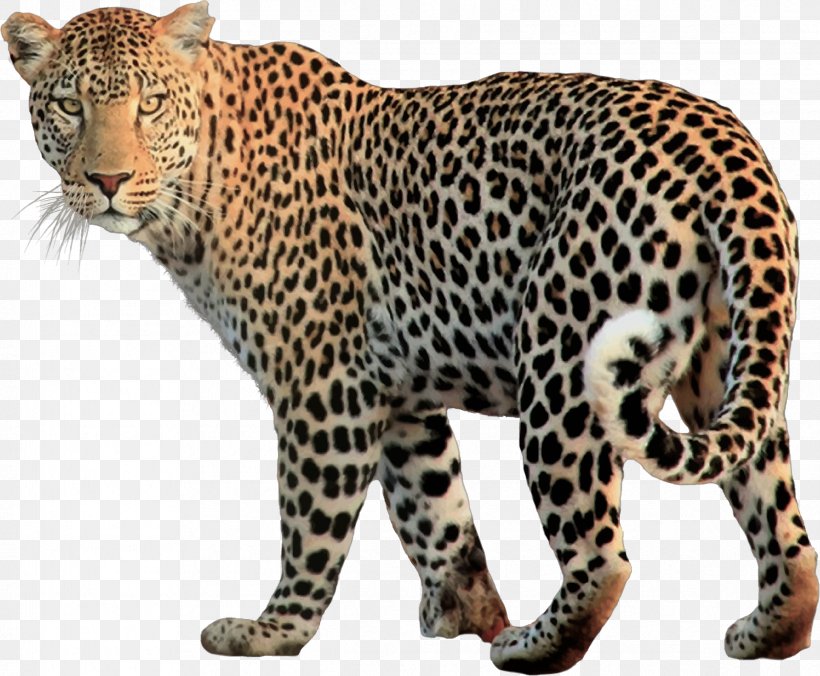 Snow Leopard Jaguar Felidae, PNG, 2385x1968px, Leopard, Animal, Big Cat, Big Cats, Carnivoran Download Free