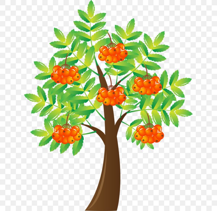 Tree Drawing Clip Art, PNG, 637x800px, Tree, Branch, Cartoon, Drawing, Flower Download Free