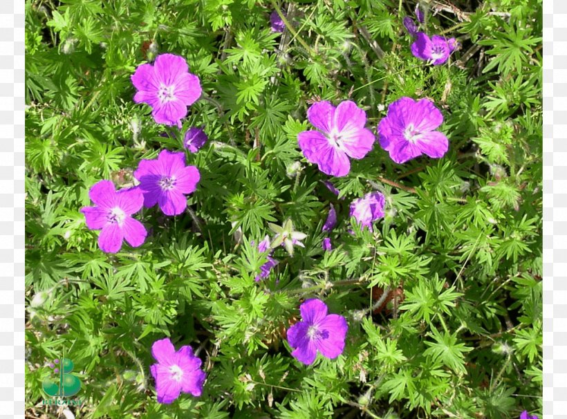 Ashy Cranesbill Vervain Subshrub Groundcover Annual Plant, PNG, 1000x740px, Vervain, Annual Plant, Aubretia, Aubrieta, Flora Download Free