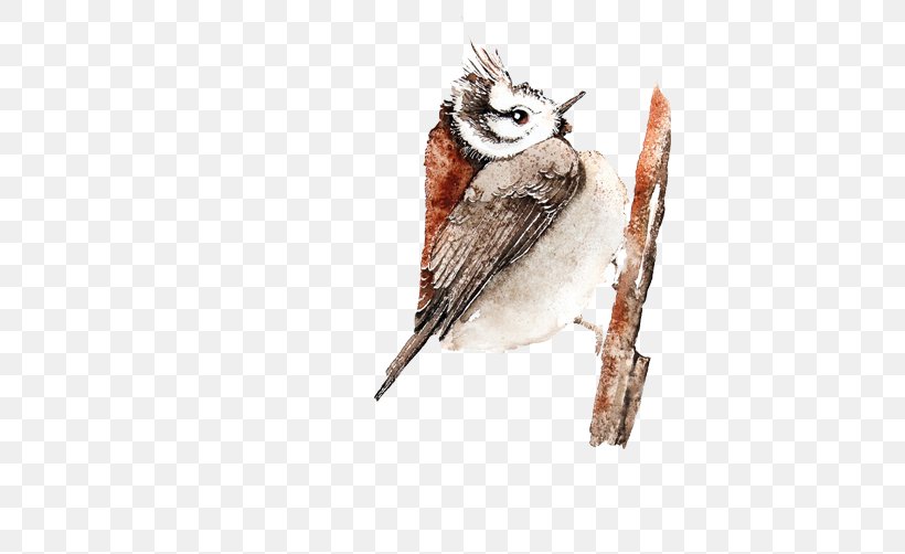 Bird Owl, PNG, 502x502px, Bird, Beak, Bird Of Prey, Cartoon, Eurasian Tree Sparrow Download Free