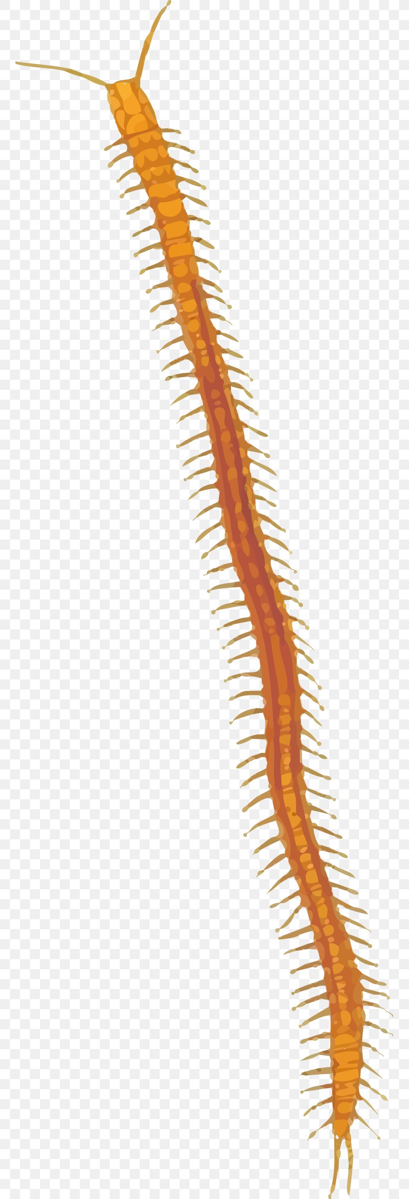 Centipedes Clip Art, PNG, 757x2400px, Centipedes, Alupihan, Arthropod, Coreldraw, Raster Graphics Download Free