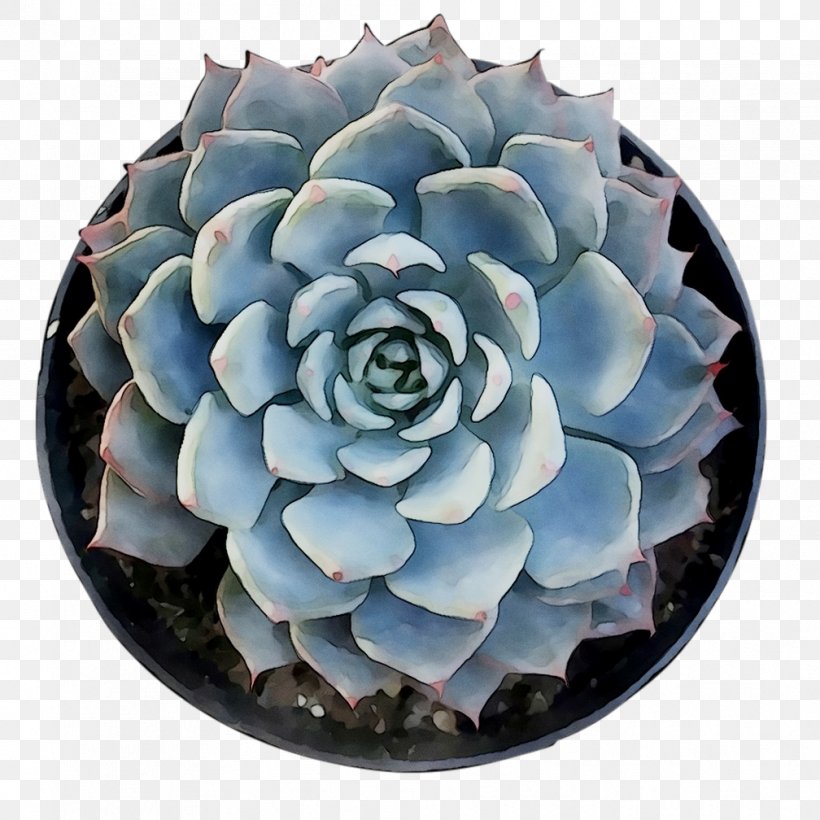 Flower, PNG, 1008x1008px, Flower, Agave, Blue, Echeveria, Pachyphytum Download Free