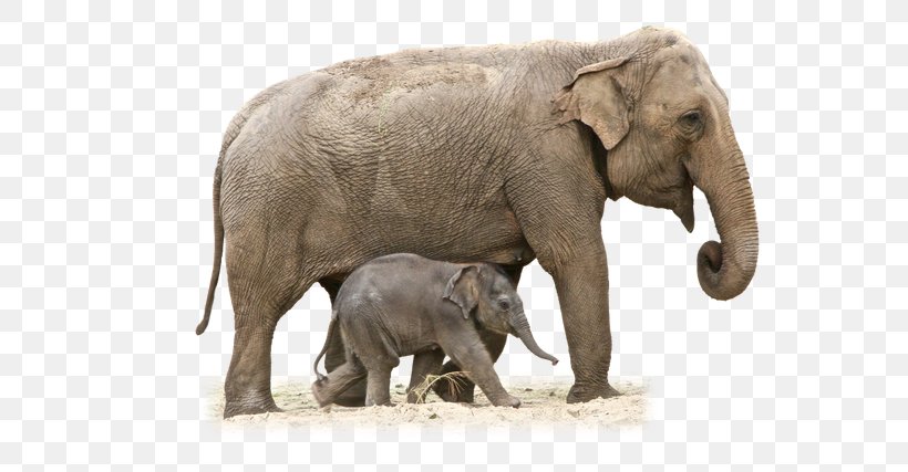 African Elephant Clip Art, PNG, 640x427px, African Elephant, Animal, Elephant, Elephants And Mammoths, Fauna Download Free
