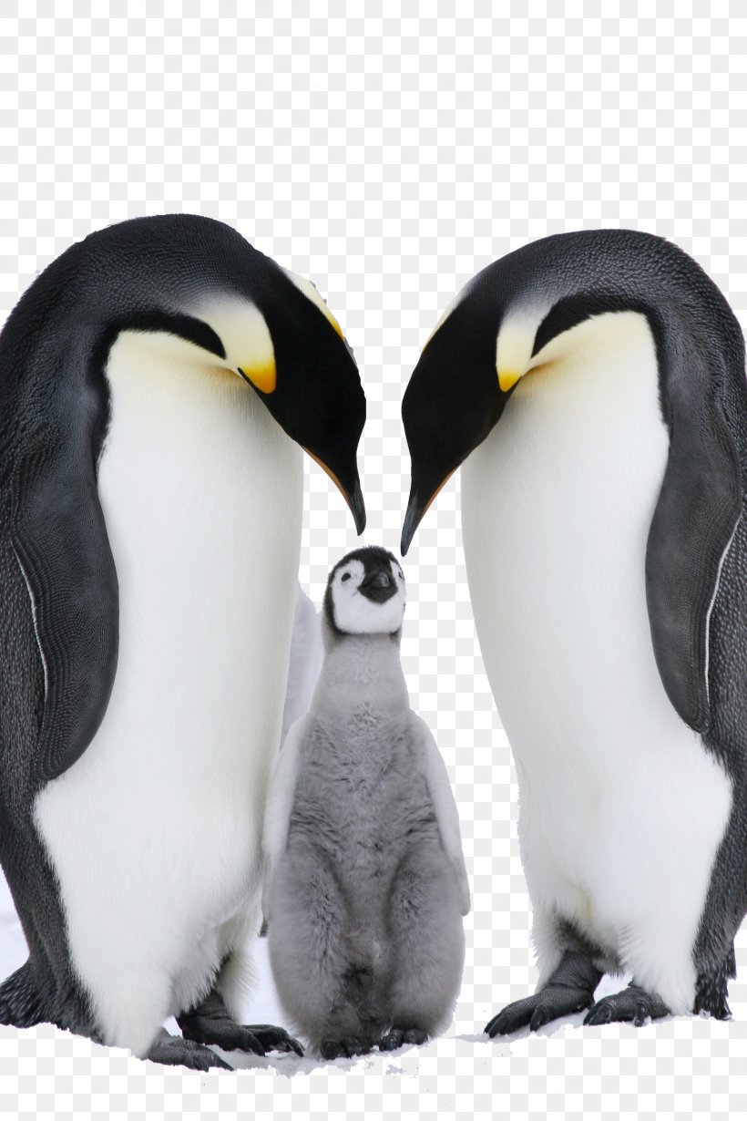 Antarctica Fiordland Penguin Emperor Penguin Eastern Rockhopper Penguin, PNG, 2336x3504px, Antarctica, Aptenodytes, Beak, Bird, Chinstrap Penguin Download Free