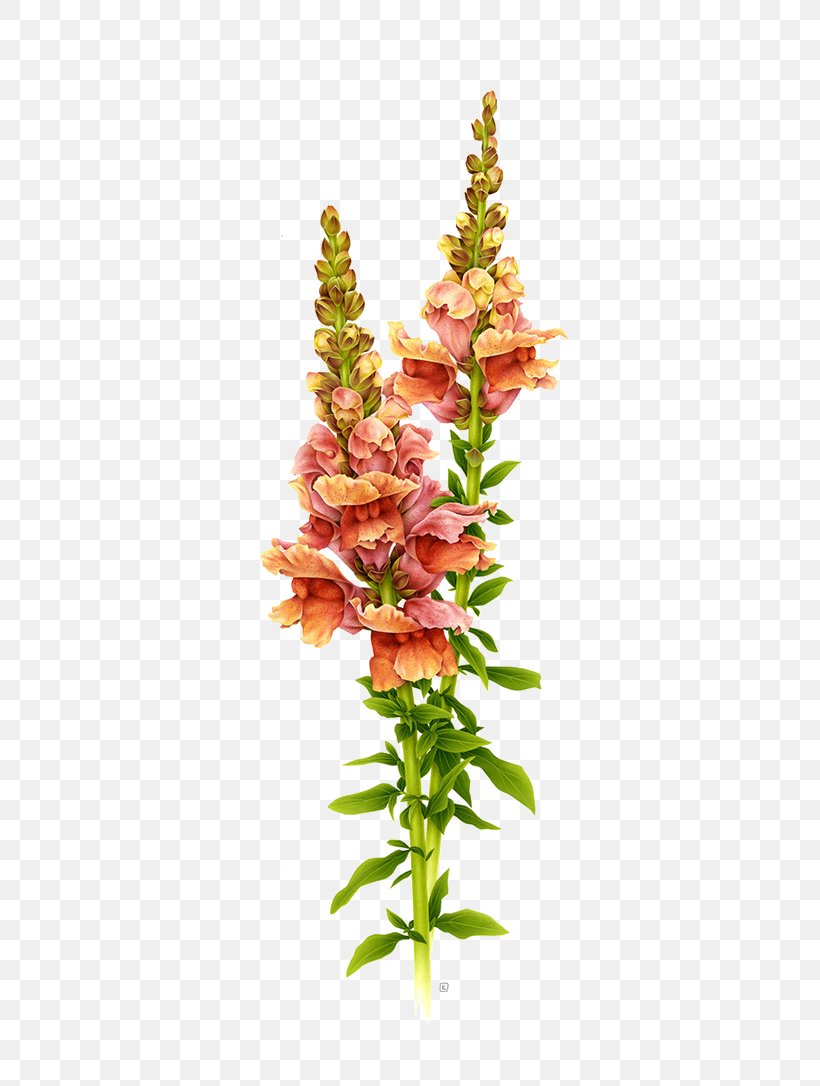 Antirrhinum Majus Botanical Illustration Flower Drawing Illustration, PNG, 658x1086px, Antirrhinum Majus, Art, Artificial Flower, Artist, Botanical Illustration Download Free