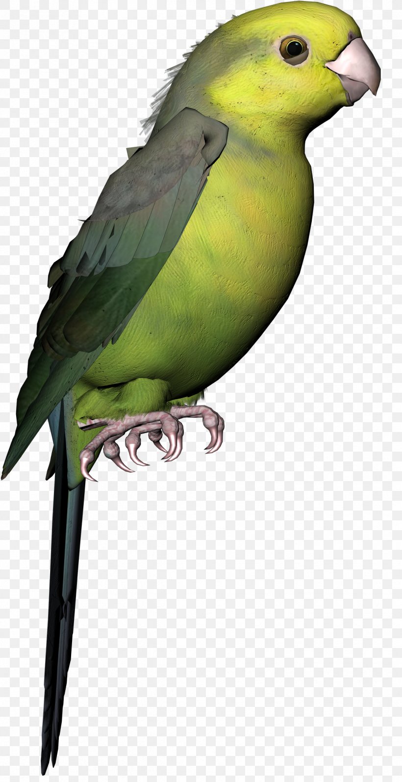 Budgerigar Parakeet Lovebird Macaw, PNG, 1244x2418px, Budgerigar, Beak, Bird, Common Pet Parakeet, Fauna Download Free