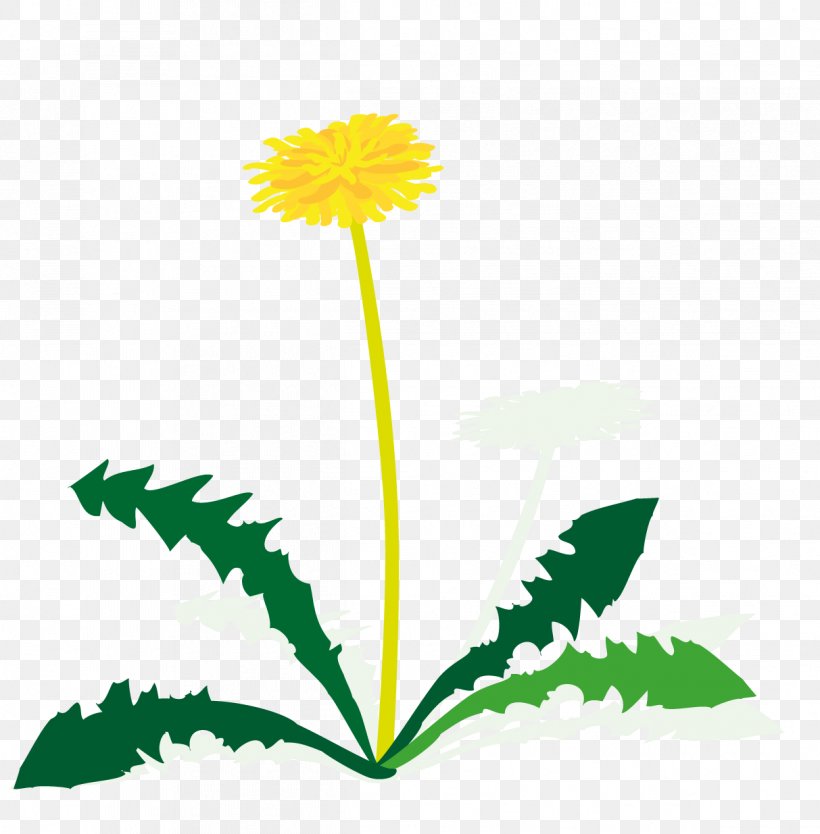 Dandelion Leaf Petal Plant Stem Clip Art, PNG, 1213x1235px, Dandelion, Artwork, Daisy, Daisy Family, Flora Download Free