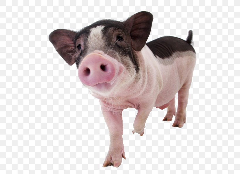 Miniature Pig Pet Dog Domestication, PNG, 629x595px, Miniature Pig, Animal, Aviculture, Breed, Cat Download Free