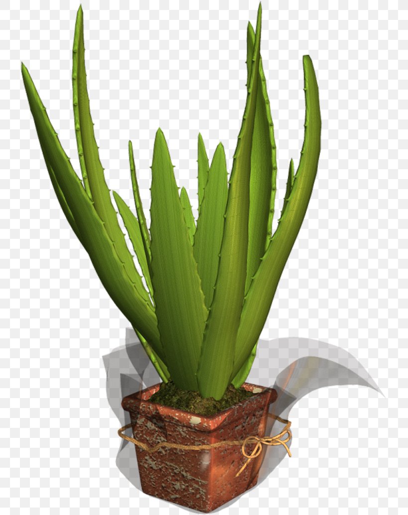 Plant Flowerpot, PNG, 737x1035px, Plant, Agave, Agave Azul, Aloe, Aloe Vera Download Free