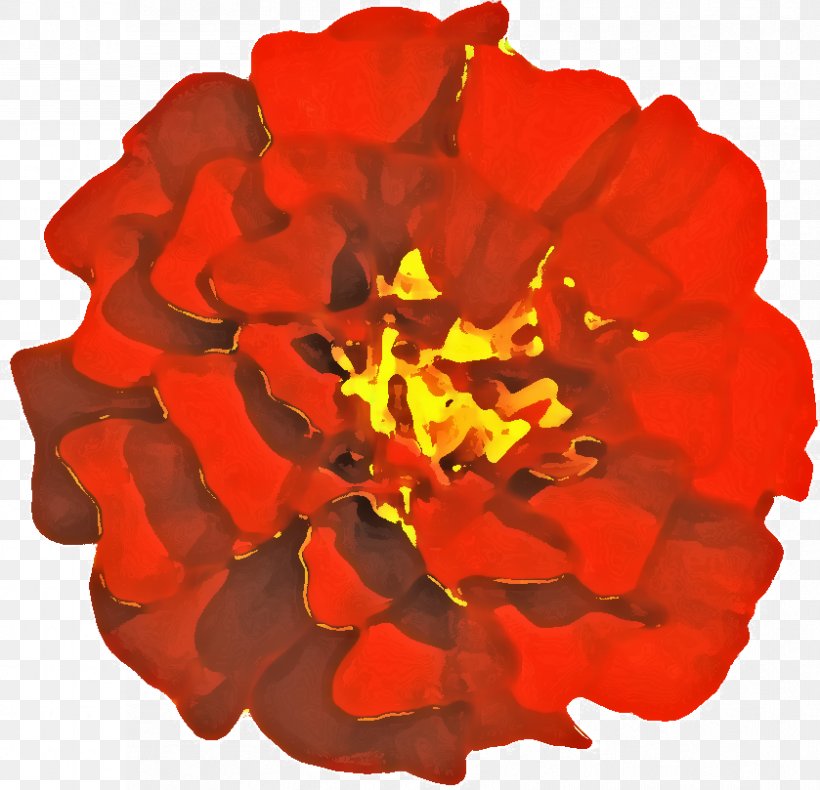 Rose Family Cut Flowers RED.M, PNG, 839x809px, Rose Family, Annual Plant, Cut Flowers, Flower, Flowering Plant Download Free