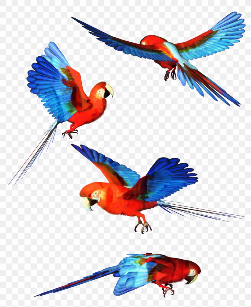Bird Parrot Budgerigar Eurasian Magpie Macaw, PNG, 1024x1252px, Bird, Animal Figure, Beak, Bird Of Prey, Bird Supply Download Free
